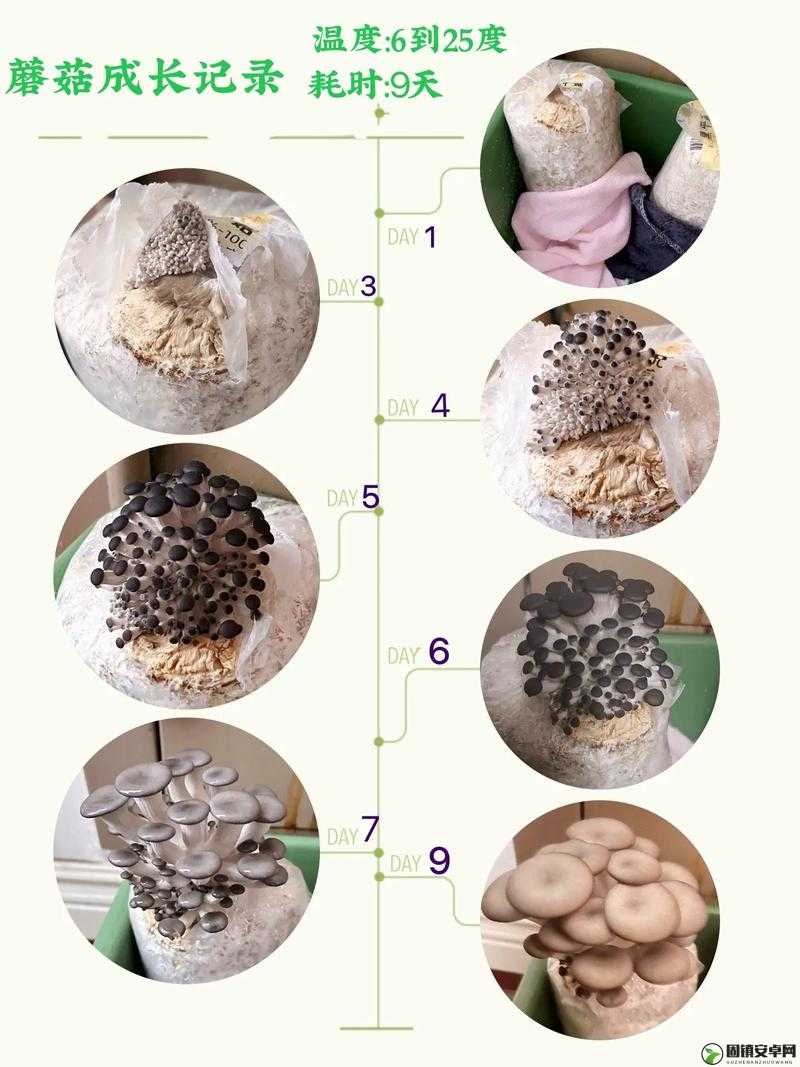 QQ农场蘑菇种植方法解析攻略